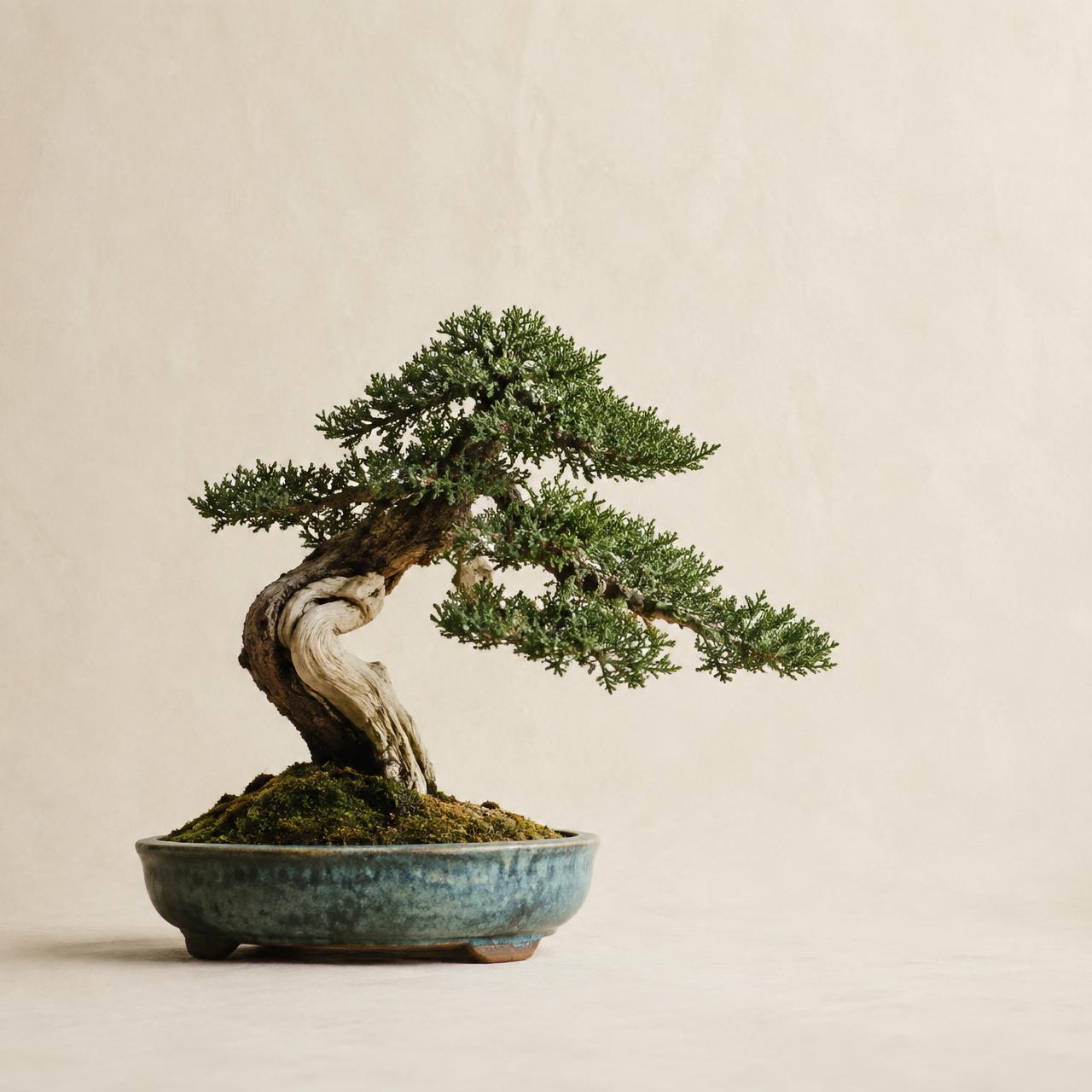Juniper bonsai in a blue glazed pot